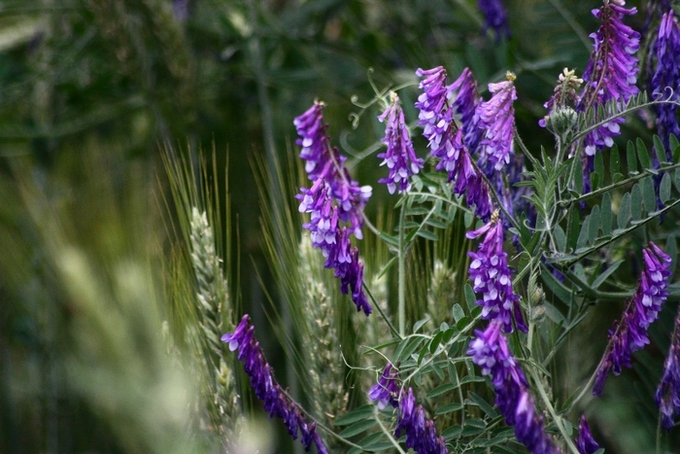 Fiore-pianta infestante campo di grano - Vicia sp.
